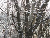  (C) 2010 by G. Doczkal, 
Winterimpressionen, 
48.879639°N/8.299068°E, 1.85  Km von Muggensturm, Baden-Württemberg, Germany