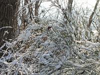  (C) 2010 by G. Doczkal, 
Winterimpressionen, 
48.879608°N/8.299131°E, 1.85  Km von Muggensturm, Baden-Württemberg, Germany