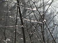  (C) 2010 by G. Doczkal, 
Winterimpressionen, 
48.879517°N/8.299278°E, 1.84  Km von Muggensturm, Baden-Württemberg, Germany