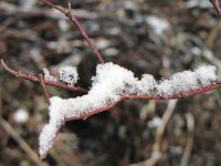  (C) 2010 by G. Doczkal, 
Winterimpressionen, 
48.879166°N/8.299710°E, 1.83  Km von Muggensturm, Baden-Württemberg, Germany