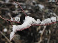  (C) 2010 by G. Doczkal, 
Winterimpressionen, 
48.879166°N/8.299710°E, 1.83  Km von Muggensturm, Baden-Württemberg, Germany