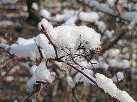  (C) 2010 by G. Doczkal, 
Winterimpressionen, 
48.879158°N/8.299704°E, 1.83  Km von Muggensturm, Baden-Württemberg, Germany