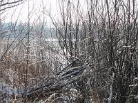  (C) 2010 by G. Doczkal, 
Winterimpressionen, 
48.878723°N/8.300155°E, 1.82  Km von Muggensturm, Baden-Württemberg, Germany