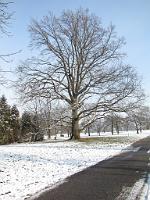  (C) 2010 by G. Doczkal, 
Winterimpressionen, 
48.876194°N/8.302809°E, 1.78  Km von Muggensturm, Baden-Württemberg, Germany
