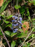  (C) 2010 by G. Doczkal, 
Nesselblüten, 
48.852413°N/8.325145°E, 1.69  Km von Waldprechtsweier, Baden-Württemberg, Germany