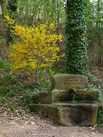  (C) 2010 by G. Doczkal, 
Forsythienstrauch, 
48.837399°N/8.319325°E, 0.49  Km von Winkel, Baden-Württemberg, Germany