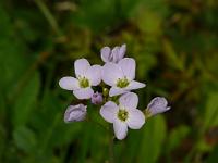  (C) 2010 by G. Doczkal, 
Blüte, 
48.834694°N/8.327483°E, 0.81  Km von Winkel, Baden-Württemberg, Germany