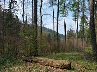  (C) 2010 by G. Doczkal, 
Frühling im Wald, 
48.842968°N/8.346420°E, 2.43  Km von Winkel, Baden-Württemberg, Germany