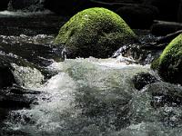  (C) 2010 by G. Doczkal, 
Wildes Wasser, 
48.715553°N/8.245242°E, 0.88  Km von Malschbach, Baden-Württemberg, Germany