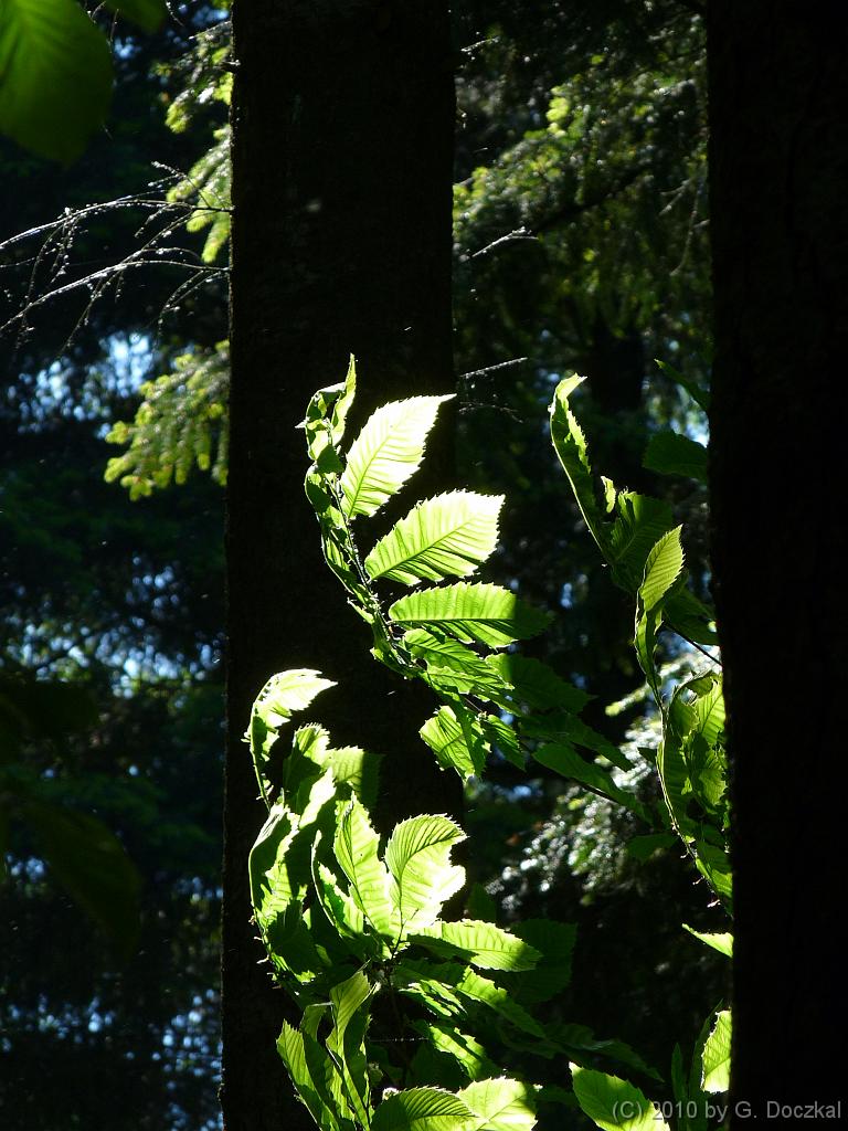 20100604-110239-7