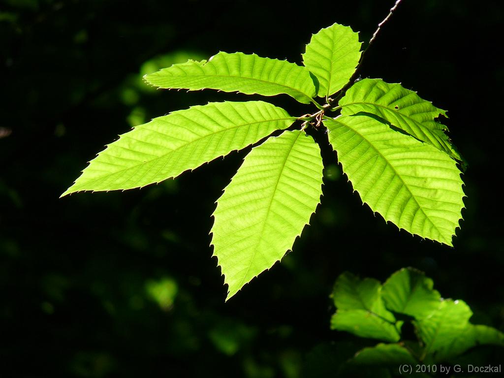 20100604-111738-13