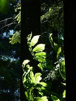  (C) 2010 by G. Doczkal, 
Licht und Schatten, 
48.851505°N/8.331964°E, 1.69  Km von Waldprechtsweier, Baden-Württemberg, Germany