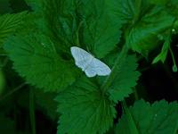  (C) 2010 by G. Doczkal, 
Schmetterling, 
48.850433°N/8.330334°E, 1.82  Km von Waldprechtsweier, Baden-Württemberg, Germany