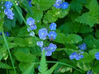  (C) 2010 by G. Doczkal, 
Blüten am Wegrand, 
48.838242°N/8.351548°E, 2.40  Km von Michelbach, Baden-Württemberg, Germany