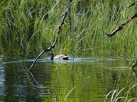  (C) 2010 by G. Doczkal, 
Ente, 
48.718445°N/8.458015°E, 3.70  Km von Sprollenhaus, Baden-Württemberg, Germany