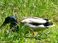  (C) 2010 by G. Doczkal, 
Ente, 
48.718464°N/8.458130°E, 3.69  Km von Sprollenhaus, Baden-Württemberg, Germany