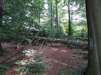  (C) 2010 by G. Doczkal, 
Umgestürzte Bäume, 
48.672054°N/8.241448°E, 0.84  Km von Bühlerhöhe, Baden-Württemberg, Germany