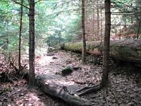  (C) 2010 by G. Doczkal, 
Umgestürzte Bäume, 
48.672768°N/8.243188°E, 0.99  Km von Bühlerhöhe, Baden-Württemberg, Germany