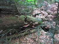  (C) 2010 by G. Doczkal, 
Baumpilze, 
48.673222°N/8.247211°E, 1.25  Km von Bühlerhöhe, Baden-Württemberg, Germany