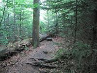  (C) 2010 by G. Doczkal, 
Hindernisse, 
48.673340°N/8.247870°E, 1.30  Km von Bühlerhöhe, Baden-Württemberg, Germany