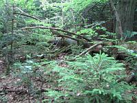  (C) 2010 by G. Doczkal, 
Umgestürzte Bäume, 
48.673283°N/8.247945°E, 1.30  Km von Bühlerhöhe, Baden-Württemberg, Germany