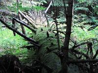  (C) 2010 by G. Doczkal, 
Umgestürzte Bäume, 
48.672150°N/8.237760°E, 0.69  Km von Bühlerhöhe, Baden-Württemberg, Germany