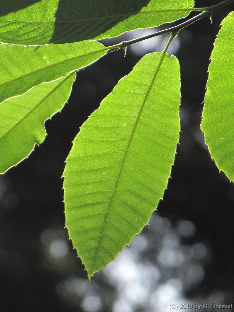 20100710-105933-4