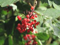  (C) 2010 by G. Doczkal, 
Beeren, 
48.832504°N/8.367922°E, 2.20  Km von Michelbach, Baden-Württemberg, Germany