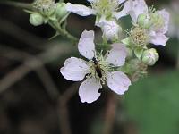  (C) 2010 by G. Doczkal, 
Brombeerblüte, 
48.826618°N/8.379670°E, 1.66  Km von Bernbach, Baden-Württemberg, Germany