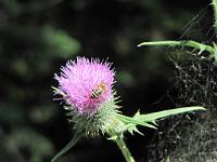  (C) 2010 by G. Doczkal, 
Distelblüte, 
48.824356°N/8.394669°E, 1.07  Km von Bernbach, Baden-Württemberg, Germany