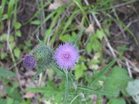  (C) 2010 by G. Doczkal, 
Distelblüte, 
48.812260°N/8.401408°E, 2.35  Km von Bernbach, Baden-Württemberg, Germany