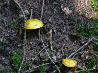  (C) 2010 by G. Doczkal, 
Pilz, 
48.837859°N/8.337383°E, 1.60  Km von Winkel, Baden-Wuerttemberg, Germany