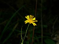  (C) 2010 by G. Doczkal, 
Blüte, 
48.839558°N/8.344578°E, 2.16  Km von Winkel, Baden-Wuerttemberg, Germany