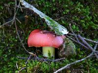  (C) 2010 by G. Doczkal, 
Pilz, 
48.844979°N/8.353578°E, 2.25  Km von Freiolsheim, Baden-Wuerttemberg, Germany