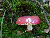  (C) 2010 by G. Doczkal, 
Pilz, 
48.844989°N/8.353507°E, 2.25  Km von Freiolsheim, Baden-Wuerttemberg, Germany