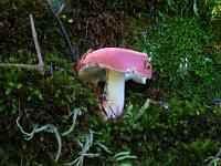  (C) 2010 by G. Doczkal, 
Pilz, 
48.845043°N/8.353457°E, 2.25  Km von Freiolsheim, Baden-Wuerttemberg, Germany
