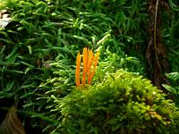  (C) 2010 by G. Doczkal, 
Pilz, 
48.844986°N/8.353302°E, 2.27  Km von Freiolsheim, Baden-Wuerttemberg, Germany
