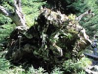  (C) 2010 by G. Doczkal, 
Wurzelballen, 
48.571168°N/8.238037°E, 1.61  Km von Hinterlangenbach, Baden-Wuerttemberg, Germany