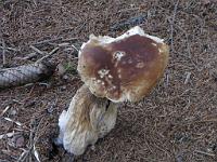  (C) 2010 by G. Doczkal, 
Pilz, 
48.569590°N/8.240870°E, 1.67  Km von Hinterlangenbach, Baden-Wuerttemberg, Germany