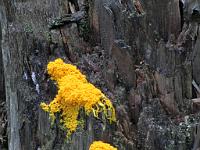  (C) 2010 by G. Doczkal, 
Pilz, 
48.574512°N/8.248125°E, 0.99  Km von Hinterlangenbach, Baden-Wuerttemberg, Germany