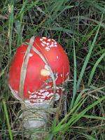  (C) 2010 by G. Doczkal, 
Pilz, 
48.577069°N/8.240974°E, 0.96  Km von Hinterlangenbach, Baden-Wuerttemberg, Germany