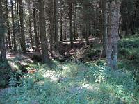 (C) 2010 by G. Doczkal, 
Bach, 
48.575878°N/8.233298°E, 1.48  Km von Hinterlangenbach, Baden-Wuerttemberg, Germany