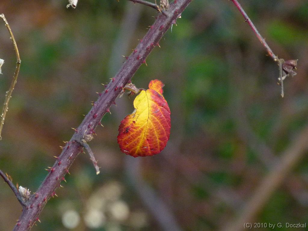 20101120-093652-10