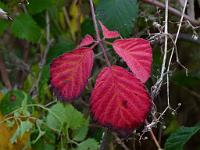  (C) 2010 by G. Doczkal, 
Herbstlaub, 
48.836154°N/8.362694°E, 2.16  Km von Freiolsheim, Baden-Wuerttemberg, Germany