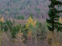  (C) 2010 by G. Doczkal, 
Herbst im oberen Waldprechtstal, 
48.836470°N/8.362285°E, 2.15  Km von Freiolsheim, Baden-Wuerttemberg, Germany