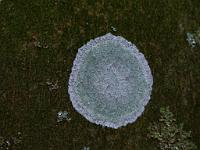  (C) 2010 by G. Doczkal, 
Flechten, 
48.834982°N/8.358300°E, 2.13  Km von Michelbach, Baden-Wuerttemberg, Germany