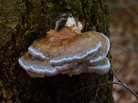  (C) 2010 by G. Doczkal, 
Baumpilz, 
48.834454°N/8.352912°E, 1.99  Km von Michelbach, Baden-Wuerttemberg, Germany