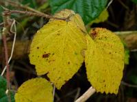  (C) 2010 by G. Doczkal, 
Herbstlaub, 
48.837027°N/8.350454°E, 2.26  Km von Michelbach, Baden-Wuerttemberg, Germany