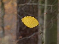  (C) 2010 by G. Doczkal, 
Herbstlaub, 
48.835837°N/8.331506°E, 1.12  Km von Winkel, Baden-Wuerttemberg, Germany