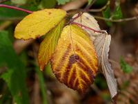  (C) 2010 by G. Doczkal, 
Herbstlaub, 
48.834531°N/8.327282°E, 0.79  Km von Winkel, Baden-Wuerttemberg, Germany